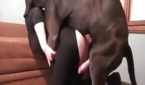 chatbetano - sexo de cachorro,sexo foda animal